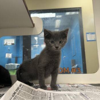 Femur -  Domestic Short Hair Cat for Adoption in Cheyenne, Wyoming - Femur | PetCurious