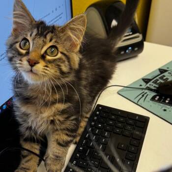 Fred -  Domestic Medium Hair Cat for Adoption in Keizer, Oregon - Fred | PetCurious