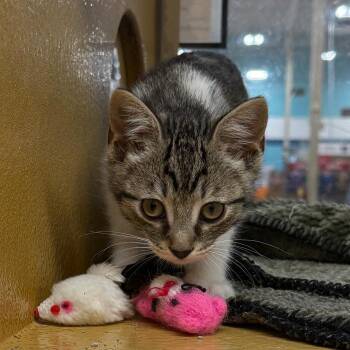 Domestic Short Hair Cats Available for Adoption in Los Angeles, California - Todd | PetCurious