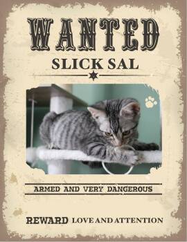 Slick Sal -  Domestic Short Hair Cat for Adoption in Clarksville, Tennessee - Slick Sal | PetCurious