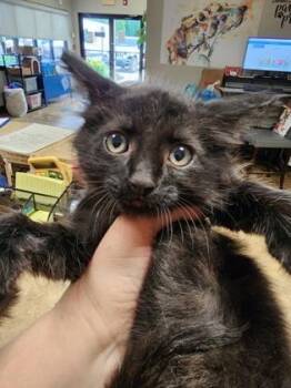 Max $150 fostered -  Domestic Medium Hair and Domestic Short Hair Cat for Adoption in Seneca, South Carolina - Max $150 Fostered | PetCurious