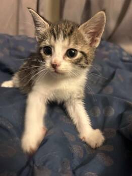 Domestic Short Hair Cats Available for Adoption in Parma Heights, Ohio - Cocoa | PetCurious
