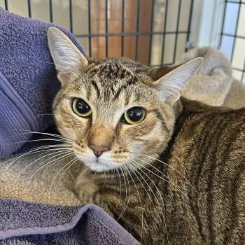 Domestic Short Hair Cats Available for Adoption in Burlingame, California - Ysoabl | PetCurious
