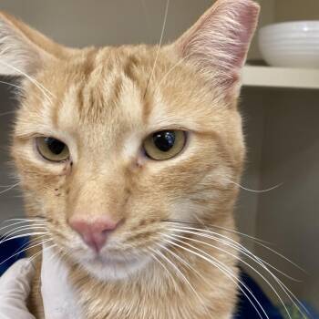 Milo -  Domestic Short Hair Cat for Adoption in Philadelphia, Pennsylvania - Milo | PetCurious