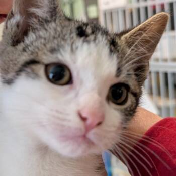 Domestic Short Hair Cats Available for Adoption in Calverton, New York - Sleepy | PetCurious