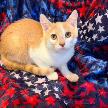 Darwin -  Domestic Short Hair Cat for Adoption in Fredericksburg, Virginia - Darwin | PetCurious