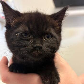 Granita -  Domestic Short Hair Cat Available for Adoption in Goleta, California - Granita | PetCurious