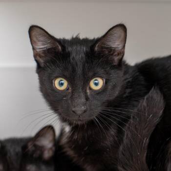 Xavier -  Domestic Short Hair Cat for Adoption in New York, New York - Xavier | PetCurious