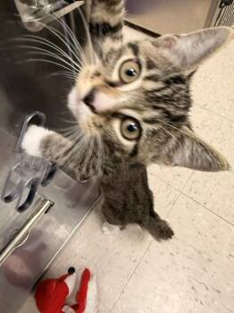 Spindle and Thimble -  Domestic Short Hair Cat for Adoption in Fayetteville, Arkansas - Spindle And Thimble | PetCurious