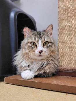 Domestic Medium Hair Cats Available for Adoption - Neve | PetCurious