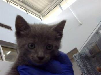 Domestic Medium Hair Cats Available for Adoption in Dallas, Texas - GUAC | PetCurious