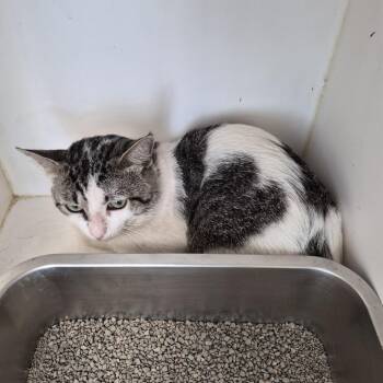TXAC-Stray-19847 -  Domestic Short Hair Cat Available for Adoption in Portland, Texas - TXAC-Stray-19847 | PetCurious