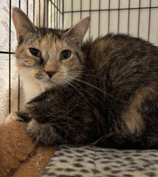 Rescue Domestic Short Hair Cats for Adoption in Richland Center, Wisconsin - Darby | PetCurious