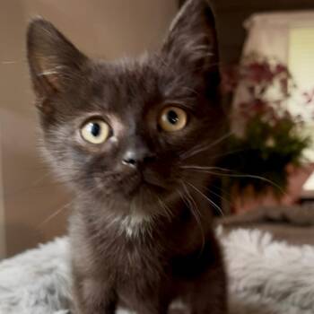 Ruckus- Best friends with Pandora -  Domestic Short Hair Cat for Adoption in West Jefferson, Ohio - Ruckus- Best Friends With Pandora | PetCurious