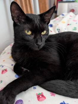 Wren -  Domestic Short Hair Cat for Adoption in Woodstock, Illinois - Wren | PetCurious