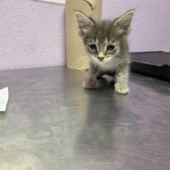 61140687 -  Domestic Short Hair Cat for Adoption in El Paso, Texas - 61140687 | PetCurious