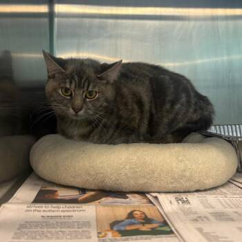 Domestic Short Hair Cats Available for Adoption in Huntington, West Virginia - Carnation | PetCurious