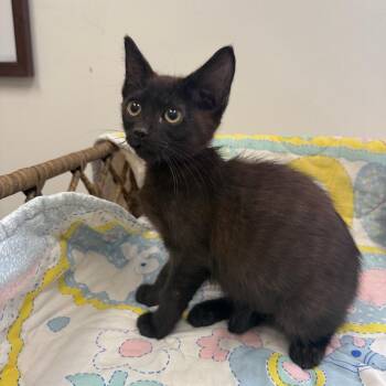 Domestic Short Hair Cats Available for Adoption - Violet | PetCurious