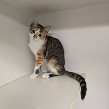 Domestic Short Hair Cats Available for Adoption - Catachino | PetCurious