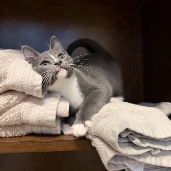 Big Joe -  American Shorthair Cat for Adoption in Helena, Alabama - Big Joe | PetCurious
