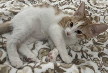 Tabby and Domestic Short Hair Cats Available for Adoption in San Luis Obispo, California - Sunkist, Jarritos, Cactus Cooler, Crush & Friends | PetCurious