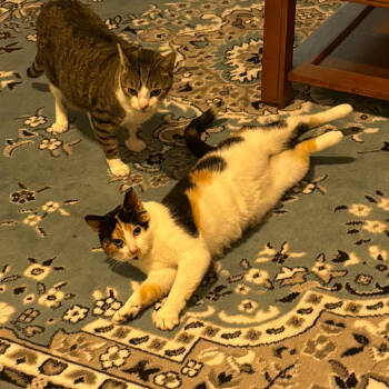 Rescue Domestic Short Hair Cats for Adoption - Linda | PetCurious