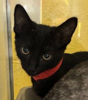 Begheera -  Domestic Short Hair Cat for Adoption in Golden, Colorado - Begheera | PetCurious