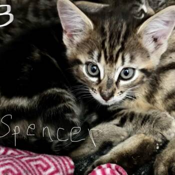 Nala - Spencer -  Domestic Medium Hair Cat for Adoption in Moses Lake, Washington - Nala - Spencer | PetCurious