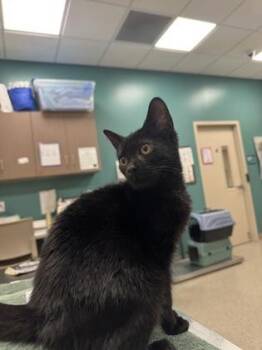 Luna -  Domestic Short Hair Cat for Adoption in Fishers, Indiana - Luna | PetCurious