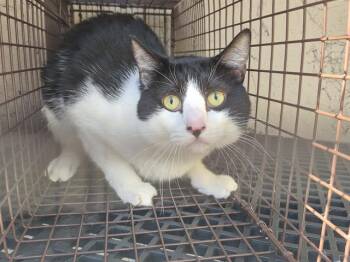 Rescue Domestic Short Hair Cats for Adoption in Fort Lauderdale, Florida - PENGUIN | PetCurious