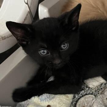 Domestic Short Hair Cats Available for Adoption in Oak Park, Illinois - Steamy | PetCurious