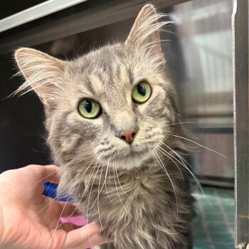 Domestic Medium Hair Cats Available for Adoption in Springfield, Illinois - Flint | PetCurious