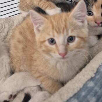 American Shorthair Cats Available for Adoption in Kingman, Kansas - Tinkertoy | PetCurious