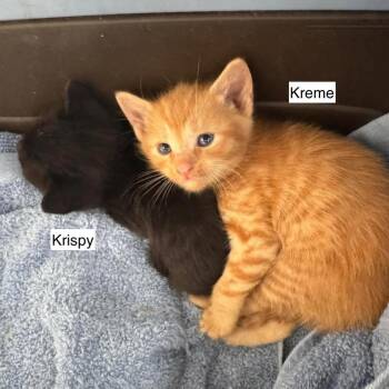 Domestic Short Hair Cats Available for Adoption in Madison, Wisconsin - Krispy | PetCurious