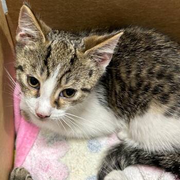 Pele -  Domestic Short Hair Cat for Adoption in Newark, New Jersey - Pele | PetCurious
