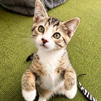 Sug -  Domestic Short Hair Cat for Adoption in Hopkinton, Massachusetts - Sug | PetCurious