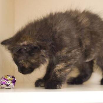 Lea -  Domestic Long Hair and Domestic Short Hair Cat for Adoption in Verona, Wisconsin - Lea | PetCurious