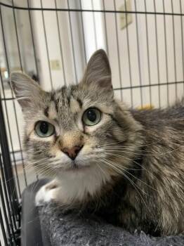 Jackie -  Domestic Medium Hair Cat for Adoption in Hayward, Wisconsin - Jackie | PetCurious
