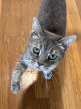 Hope -  Tabby Cat for Adoption - Hope | PetCurious