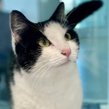 Domestic Short Hair Cats Available for Adoption in Austin, Texas - Lucille | PetCurious