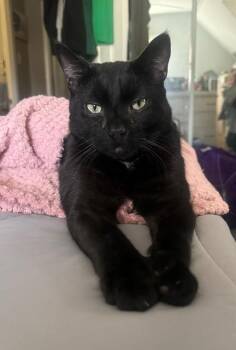 Rescue Domestic Short Hair Cats for Adoption in Bellmawr, New Jersey - Batman | PetCurious