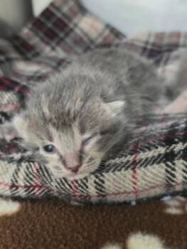 Chestnut -  Domestic Short Hair Cat for Adoption in Marshall, North Carolina - Chestnut | PetCurious
