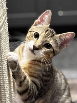Geo -  Domestic Short Hair Cat for Adoption in Norton, Massachusetts - Geo | PetCurious