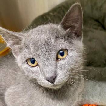 Dimitri -  Domestic Short Hair Cat for Adoption in Kingman, Kansas - Dimitri | PetCurious