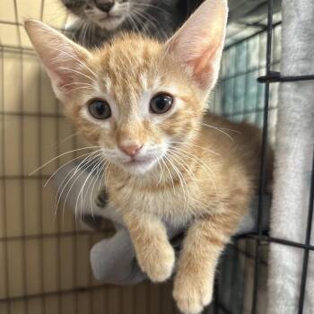 Gameboy -  Domestic Medium Hair Cat for Adoption in Yucaipa, California - Gameboy | PetCurious