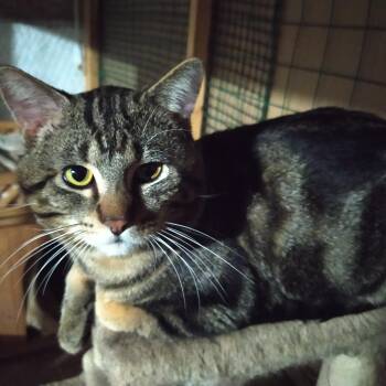 Domestic Short Hair Cats Available for Adoption in Chicago, Illinois - Robert | PetCurious