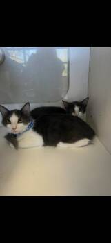 Jasper -  American Shorthair Cat for Adoption in Paulina, Louisiana - Jasper | PetCurious