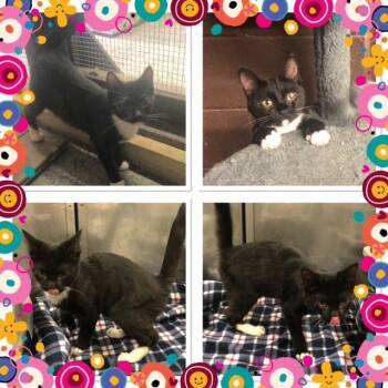 CORALINE -  Domestic Short Hair Cat for Adoption in Buckhannon, West Virginia - CORALINE | PetCurious