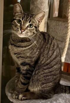 Tabby Cats Available for Adoption - Tiger | PetCurious