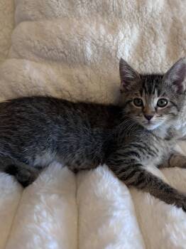 Lainey ( Monica) -  Tabby Cat for Adoption in Vallejo, California - Lainey ( Monica) | PetCurious